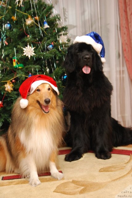 Фото: ньюфаундленд Формула Любви от Сибирского Медведя, Юджин