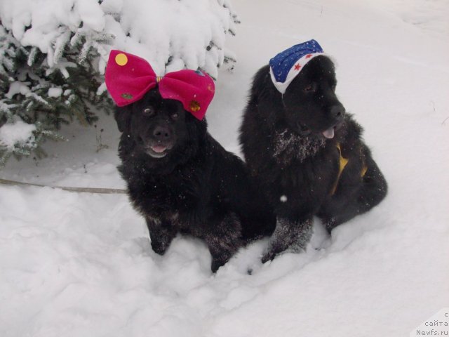 Фото: Лорочка, ньюфаундленд Кайден Плейфул (Kaiden Playful)