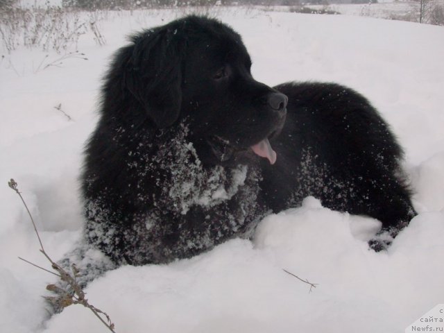 Фото: ньюфаундленд Кайден Плейфул (Kaiden Playful)