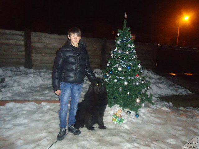 Фото: ньюфаундленд Virma Queen of Night Super Mishka