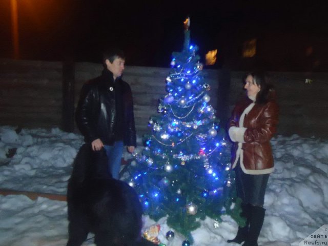 Фото: ньюфаундленд Virma Queen of Night Super Mishka