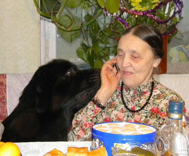 Фото: ньюфаундленд Акватория Келвин Кадриль (Aquatoriya Kelvin Kadril)