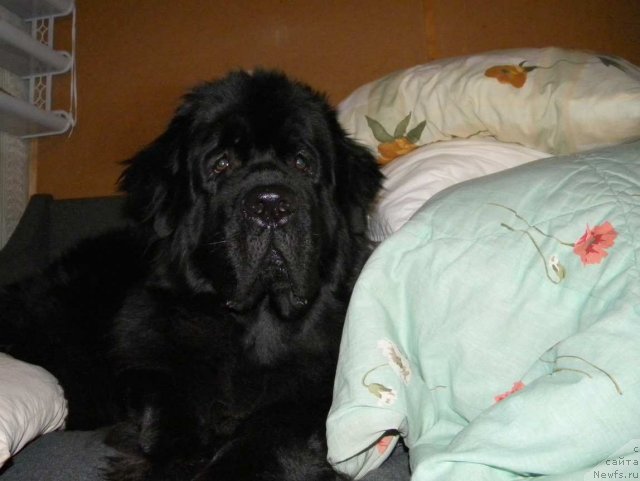 Фото: ньюфаундленд Акватория Келвин Кадриль (Aquatoriya Kelvin Kadril)