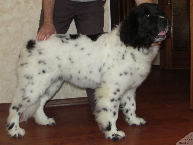 Фото: ньюфаундленд Сент Джонс Цамилла (Sent Djons Camilla)