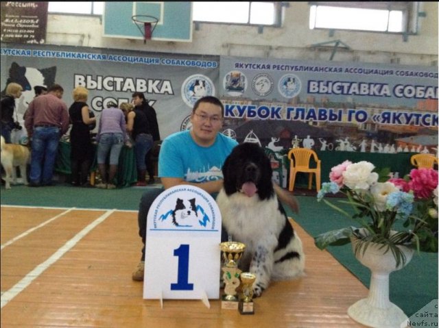 Фото: ньюфаундленд Сент Джонс Цефей (Sent Djons Cepheus)