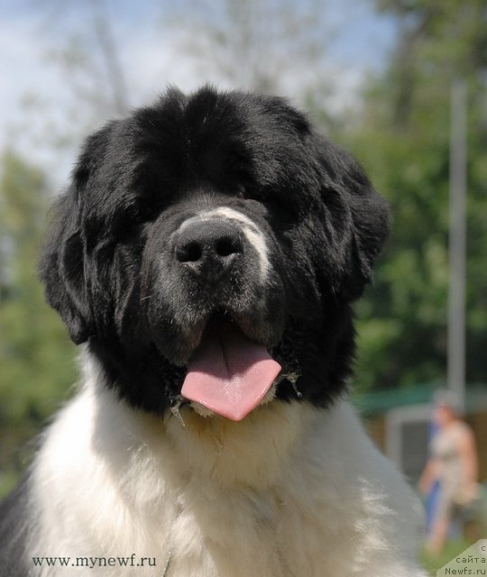 Фото: ньюфаундленд Сент Джонс Центурион (Sent Djons Centurion)