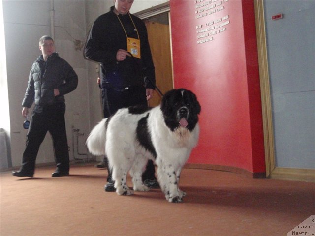 Фото: ньюфаундленд Сент Джонс Цикламен (Sent Djons Cyclamen)