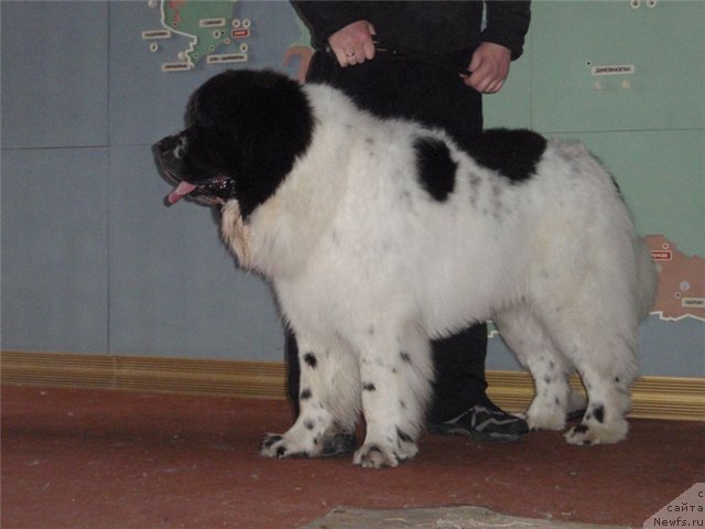 Фото: ньюфаундленд Сент Джонс Цикламен (Sent Djons Cyclamen)