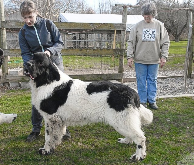 Фото: ньюфаундленд Сент Джонс Цейлон фор Трипонд (Sent Djons Ceylon for ThreePond)