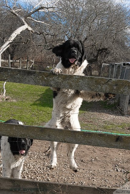 Фото: ньюфаундленд Сент Джонс Цейлон фор Трипонд (Sent Djons Ceylon for ThreePond)