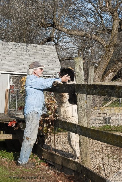 Фото: ньюфаундленд Сент Джонс Цейлон фор Трипонд (Sent Djons Ceylon for ThreePond)
