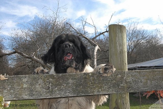 Фото: ньюфаундленд Сент Джонс Цейлон фор Трипонд (Sent Djons Ceylon for ThreePond)