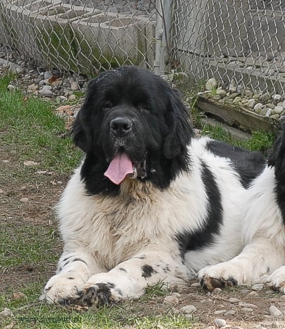 Фото: ньюфаундленд Сент Джонс Цейлон фор Трипонд (Sent Djons Ceylon for ThreePond)