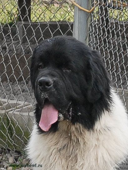 Фото: ньюфаундленд Сент Джонс Цейлон фор Трипонд (Sent Djons Ceylon for ThreePond)