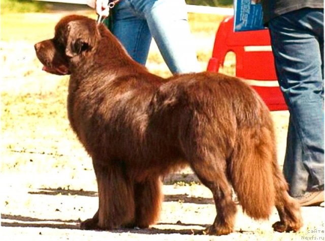 Фото: ньюфаундленд Ais Cream Ambassador