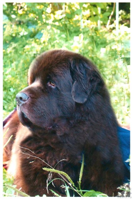 Фото: ньюфаундленд Ais Cream Ambassador