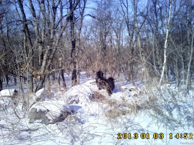 Фото: ньюфаундленд Несси Блэк с  Лесной Заимки