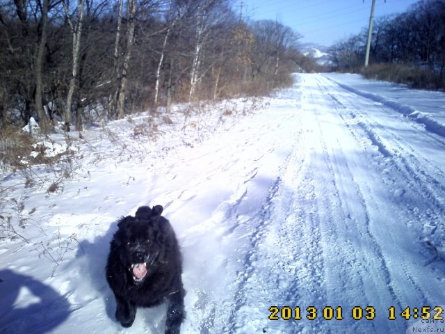 Фото: ньюфаундленд Несси Блэк с  Лесной Заимки