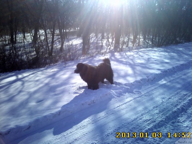 Фото: ньюфаундленд Несси Блэк с  Лесной Заимки