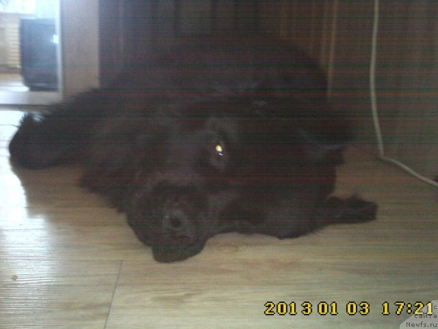 Фото: ньюфаундленд Несси Блэк с  Лесной Заимки