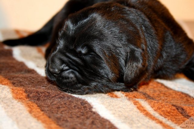 Фото: сын, ньюфаундленд Супер Премиум Жани Моник, ньюфаундленд Very Fairweathers X'Got The Rhythm