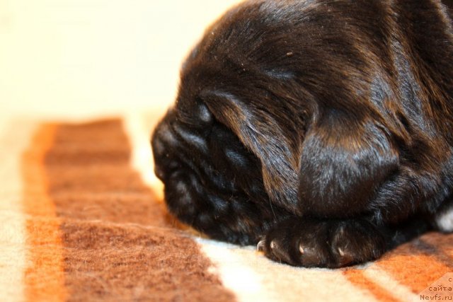 Фото: сын, ньюфаундленд Супер Премиум Жани Моник, ньюфаундленд Very Fairweathers X'Got The Rhythm