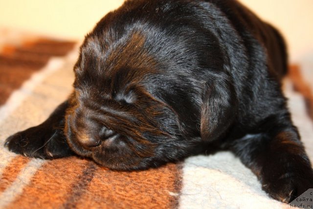 Фото: сын, ньюфаундленд Супер Премиум Жани Моник, ньюфаундленд Very Fairweathers X'Got The Rhythm