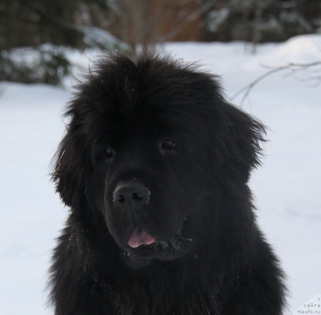 Фото: ньюфаундленд С'Нежная Вьюга Амороне Сартори (S'Nezhnaya Vjuga Amorone Sartori)