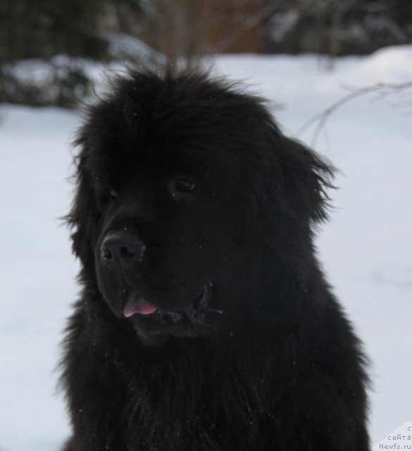 Фото: ньюфаундленд С'Нежная Вьюга Амороне Сартори (S'Nezhnaya Vjuga Amorone Sartori)