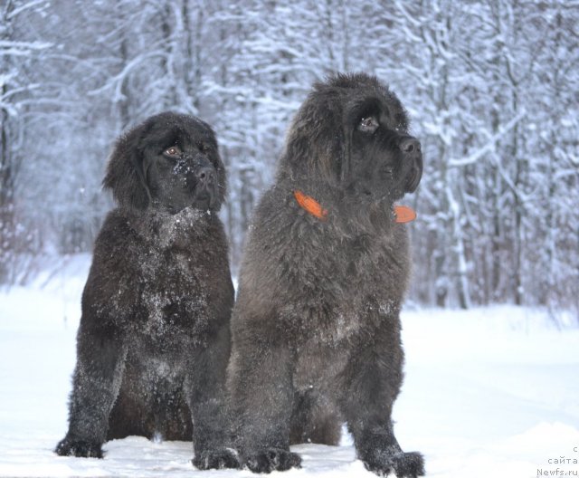 Фотография № 113995