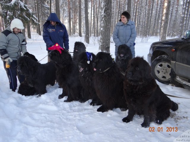 Фото: ньюфаундленд Акин Соул София, ньюфаундленд Лесная Сказка Лунная Соната, ньюфаундленд Глэд Ту Си Джипси, ньюфаундленд Анджел Викториус, ньюфаундленд Кайден Плейфул (Kaiden Playful), ньюфаундленд Александрия Моя Радость
