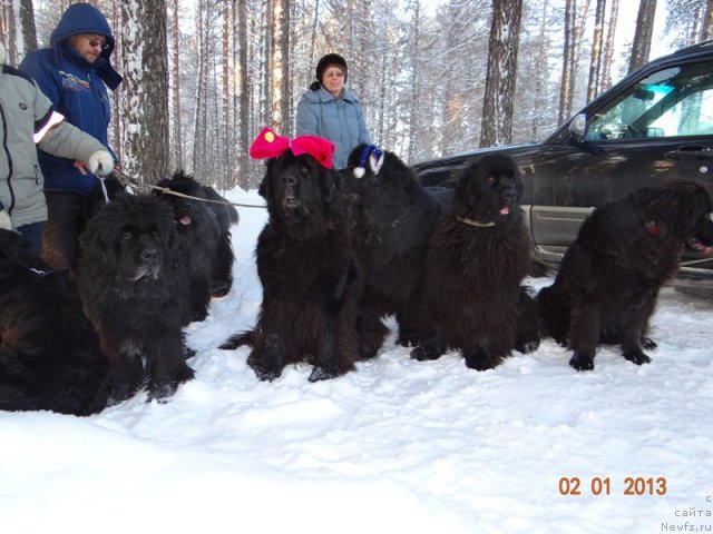 Фото: ньюфаундленд Акин Соул София