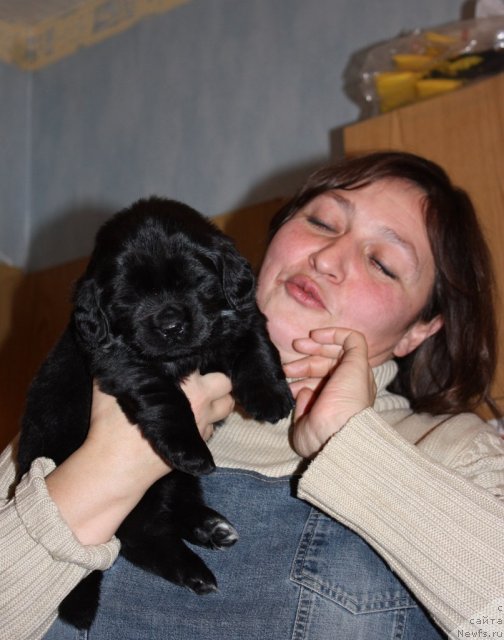 Фото: ньюфаундленд Соул оф Роуз Арлин, Лилиана Рахматова