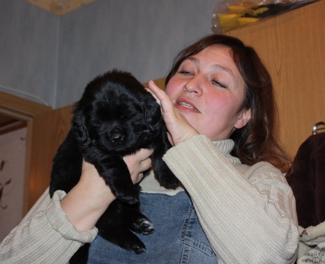 Фото: ньюфаундленд Черный Шарм Ангельская Красота (Chernyi Sharm Angel'skaya Krasota), Лилиана Рахматова