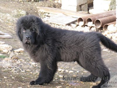 Фото: ньюфаундленд Заморский Принц Кара Дениз (Zamorskiy Princz Kara Deniz)