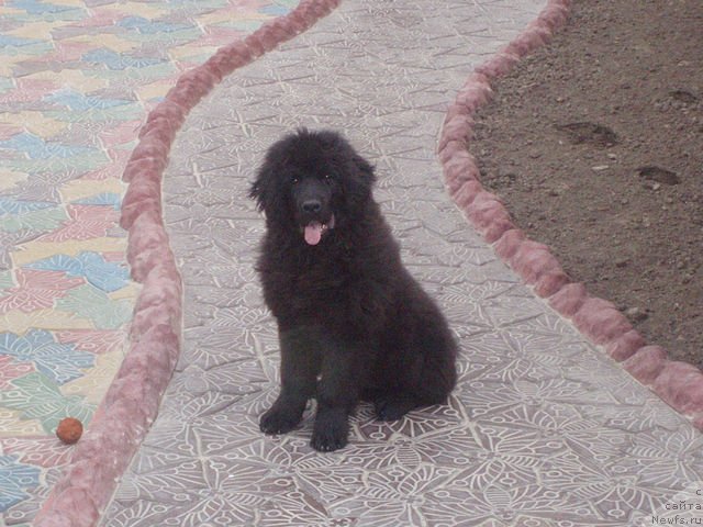 Фото: ньюфаундленд Крит Кара Дениз (Krit Kara Deniz)