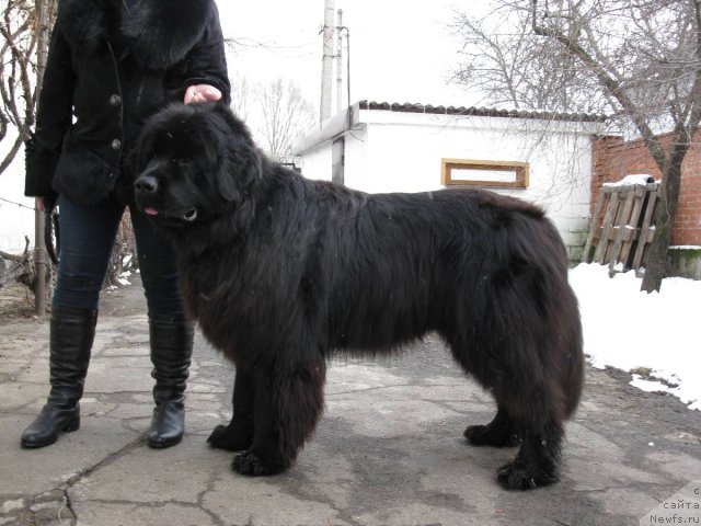 Фото: ньюфаундленд Кипр Кара Дениз (Kipr Kara Deniz)