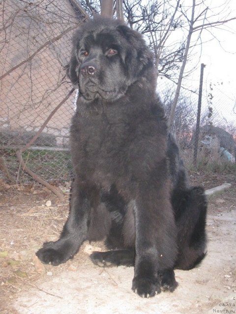Фото: ньюфаундленд Реальная Морячка Кара Дениз (Real'naya Moryachka Kara Deniz)
