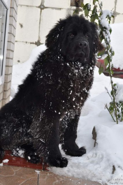 Фото: ньюфаундленд Рыбачка Соня Кара Дениз (Ribachka Sonya Kara Deniz)