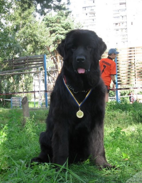 Фото: ньюфаундленд Корсика Кара Дениз (Korsika Kara Deniz)