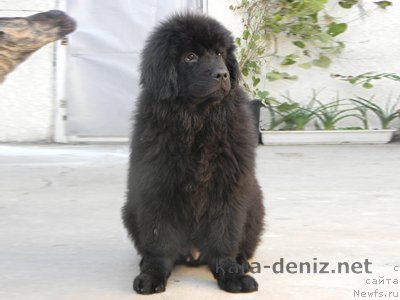 Фото: ньюфаундленд Кенвуд Кара Дениз (Kenvud Kara Deniz)