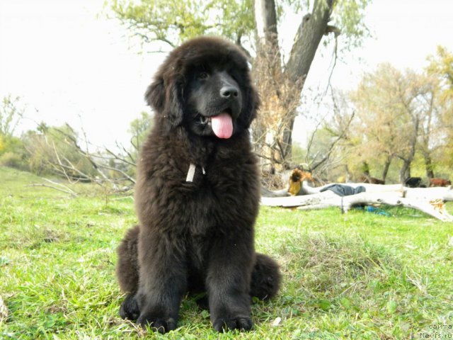 Фото: ньюфаундленд Самая Обаятельная Кара Дениз (Samaya Obayatel'naya Kara Deniz)