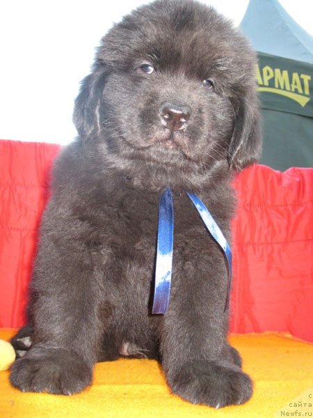 Фото: ньюфаундленд Робинзон Крузо Кара Дениз (Robinzon Kruzo Kara Deniz)