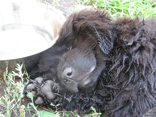 Фото: ньюфаундленд Ром Кубинский Кара Дениз (Rom Kubinskiy Kara Deniz)
