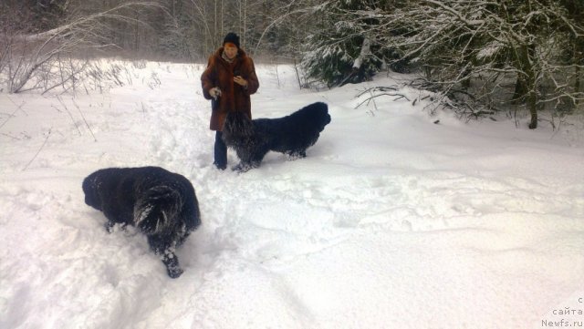 Фото: ньюфаундленд Cristalmar Cadeaux de Noel, Ирина Козловская, ньюфаундленд Very Fairweathers X'Got The Rhythm