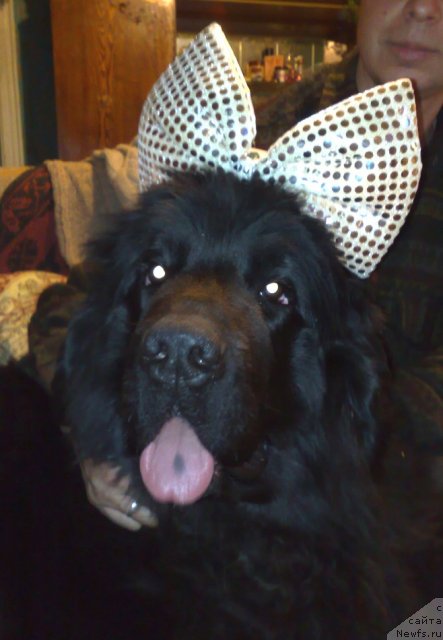 Фото: ньюфаундленд Смигар Северная Верона