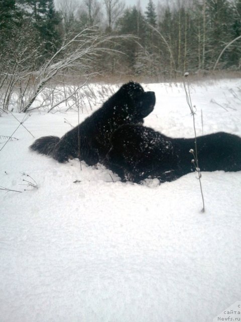 Фото: ньюфаундленд Cristalmar Cadeaux de Noel, ньюфаундленд Very Fairweathers X'Got The Rhythm