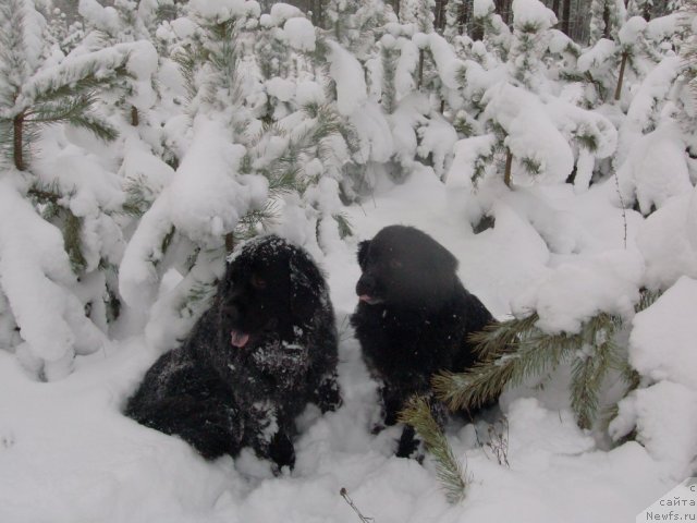 Фото: Лора, ньюфаундленд Кайден Плейфул (Kaiden Playful)