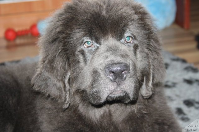 Фото: ньюфаундленд Юа Май Принцесс