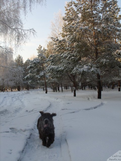 Фото: ньюфаундленд Аквамариновая Красотка для Марлеон